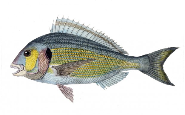 Sparus_aurata