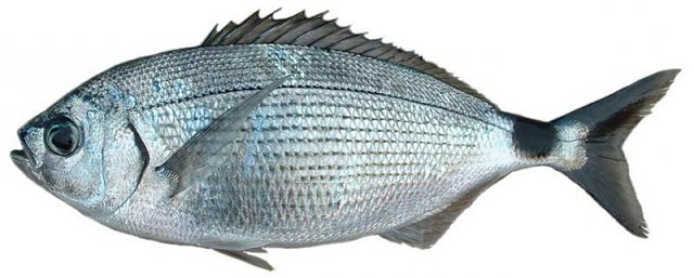 usata