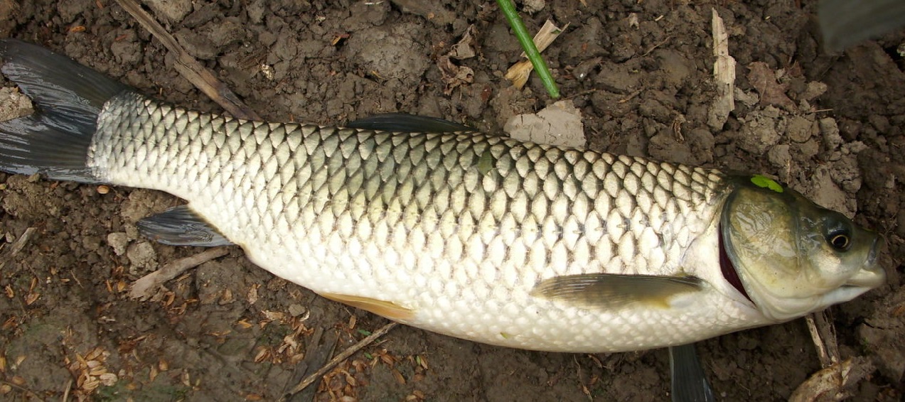 amur-naslovnica