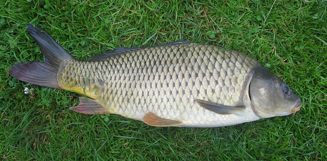 Cyprinus_carpio-saran